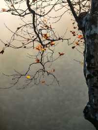 秋染莫干山，別有風味