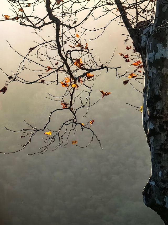 秋染莫干山，別有風味