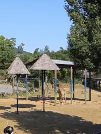 龍之夢動物世界剛回