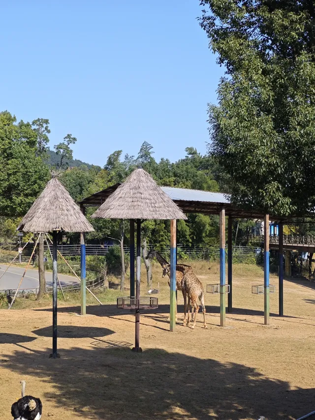 龍之夢動物世界剛回