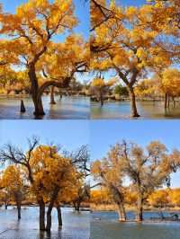 額濟納胡楊林賞秋攻略三天打卡大漠金黃世界！