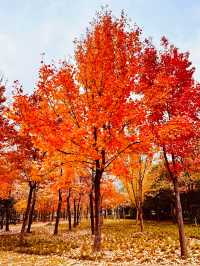 上海發布認證 已達巔峰值 相當炸裂