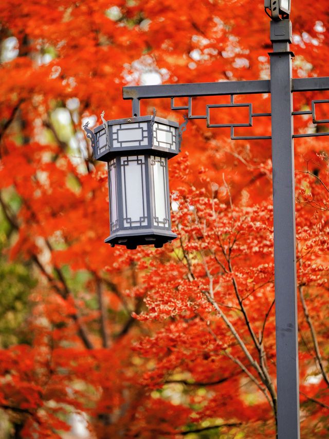 隱秘在魔都的秋日秘境！古漪園賞秋yyds