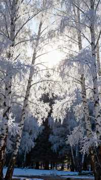 喀納斯禾木冬季遊玩攻略|||以下是一份詳細的喀納斯禾木冬