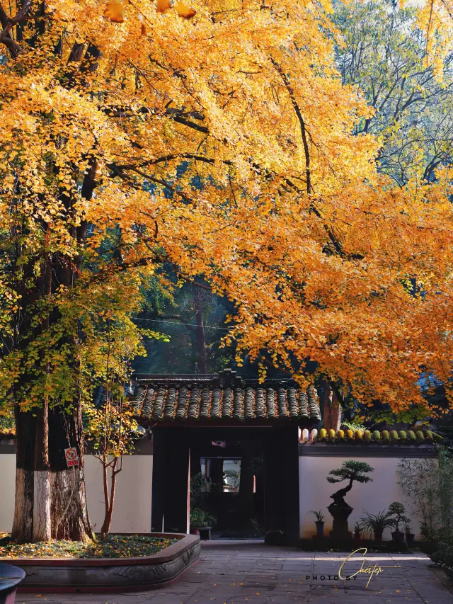 This season is the best time to visit Du Fu Thatched Cottage to get your money’s worth