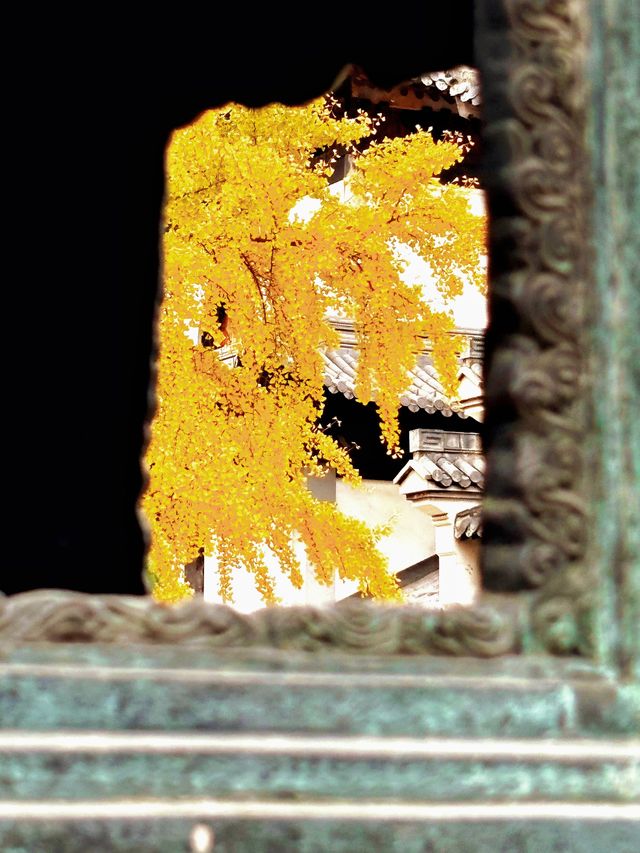 上海追秋 千年銀杏+元代古寺|真如寺打卡全攻略 上海追秋 千年銀杏+元代古寺|真如寺打卡全攻略