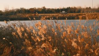 ซ่อนไว้ไม่ได้อีกแล้ว! บึงกกบนชายฝั่งตะวันตกของชิงเต่านี้ถ่ายรูปสวยจริงๆ!