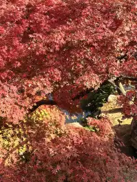 在成都隱藏的江南園林!感受一場盛大的秋天