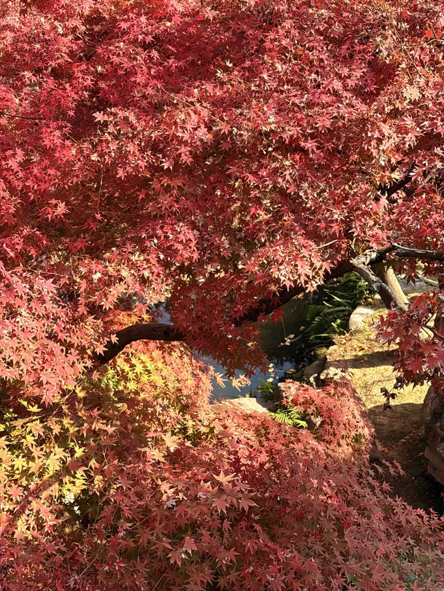 在成都隱藏的江南園林!感受一場盛大的秋天 在成都隱藏的江南園林!感受一場盛大的秋天