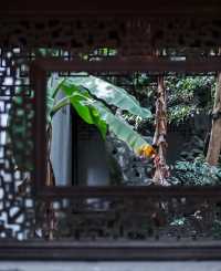 紫微園賞銀杏絕美