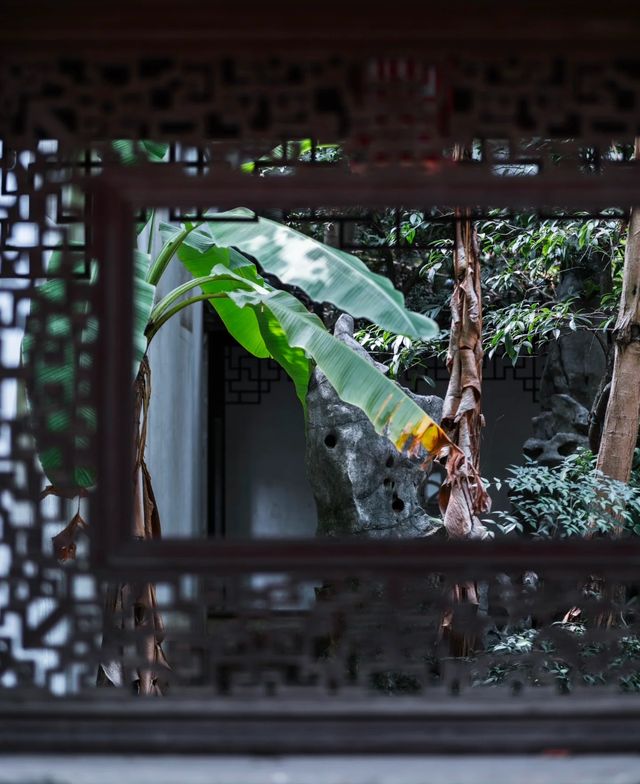 紫微園賞銀杏絕美 紫微園賞銀杏絕美