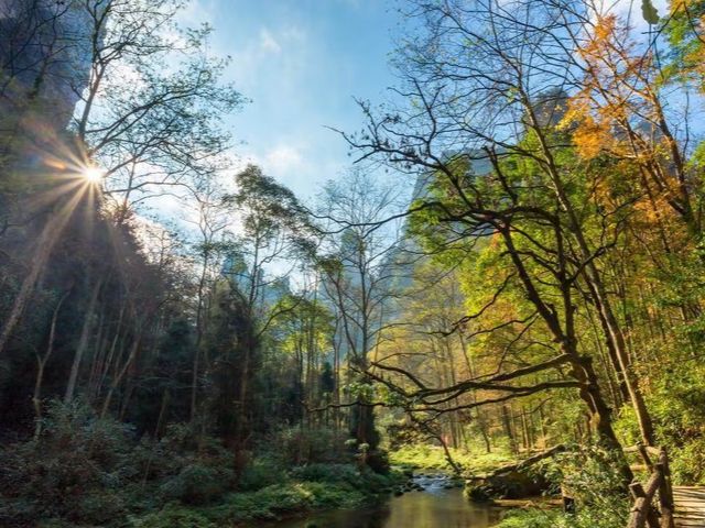 這才是張家界避暑天花板!金鞭溪徒步攻略來了 這才是張家界避暑天花板!金鞭溪徒步攻略來了
