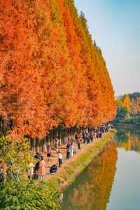 升仙湖的秋，是水杉用紅色寫的詩 