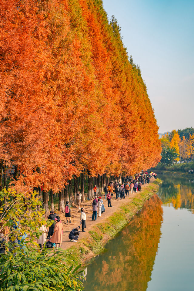 升仙湖的秋，是水杉用紅色寫的詩 