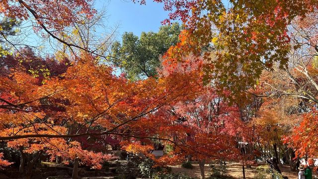 上海賞楓絕佳地標
