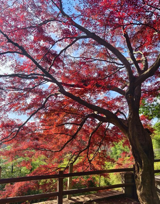 莫干山秋日秘境 | 紅杉林染盡山色 莫干山秋日秘境 | 紅杉林染盡山色