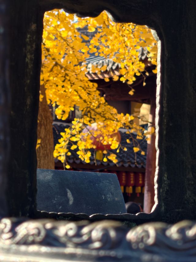 魔都初冬限定龍華寺銀杏太絕了! 魔都初冬限定龍華寺銀杏太絕了!