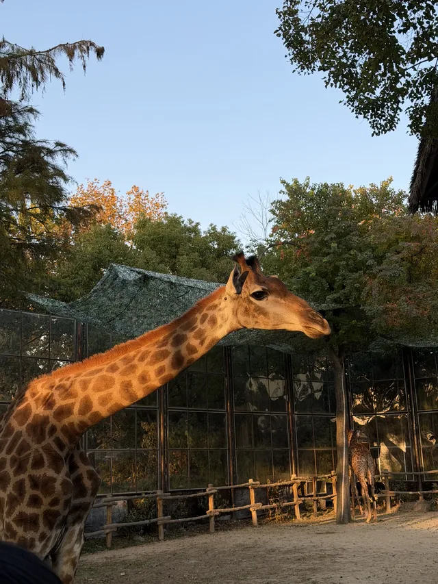 上海野生動物園衝了