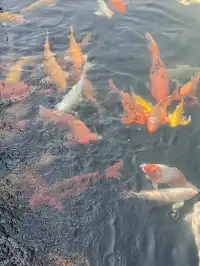 在武漢,週末不知道去哪兒玩,來東湖就對了