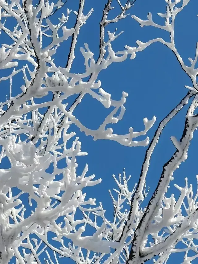 去了郴州3次,莽山看雪就應該這麼玩!! 去了郴州3次,莽山看雪就應該這麼玩!!