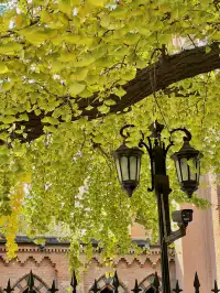 12.4外灘聖三一堂銀杏季已到附隱藏機位