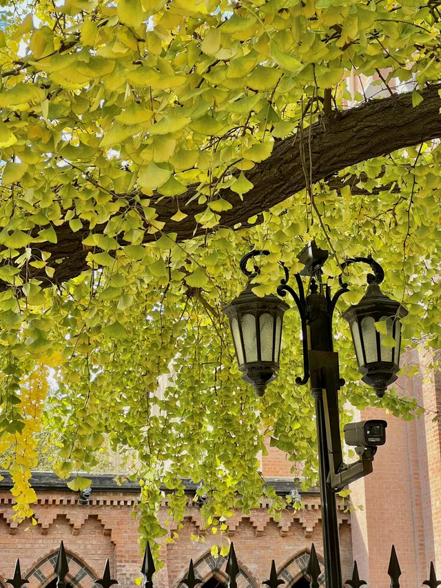 12.4外灘聖三一堂銀杏季已到附隱藏機位 12.4外灘聖三一堂銀杏季已到附隱藏機位