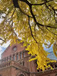 12.4外灘聖三一堂銀杏季已到附隱藏機位