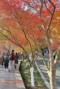 棲霞山的楓葉，是秋天寫給南京的情書