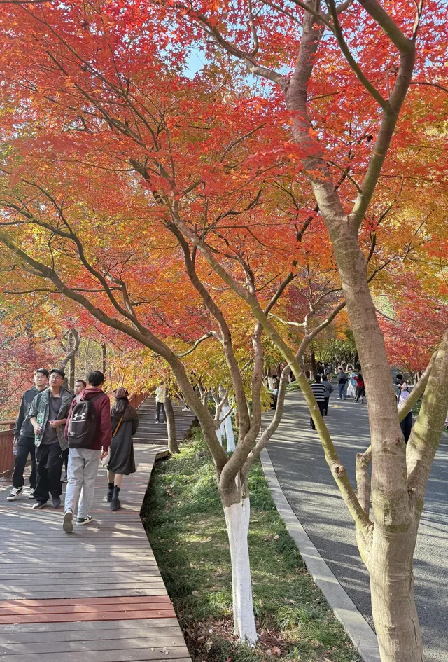 棲霞山的楓葉，是秋天寫給南京的情書