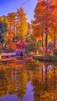 杉舞金虹·武漢植物園初冬畫冊