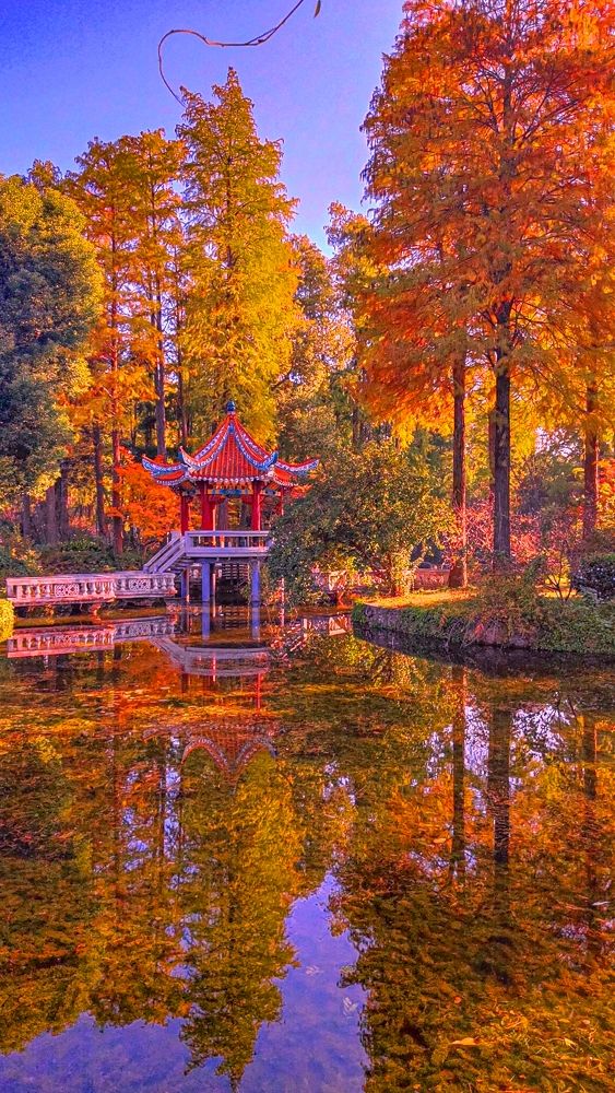 杉舞金虹·武漢植物園初冬畫冊 杉舞金虹·武漢植物園初冬畫冊