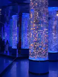 沉浸式墜入深海星穹，治癒與出片雙滿分～