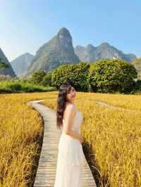 風吹麥浪 小紅書跟風最成功的一次好chill