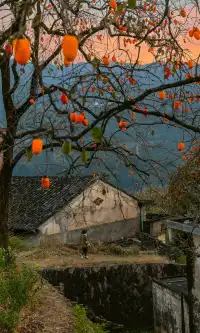 溫州市區1h達這個免費古村,柿子正紅透