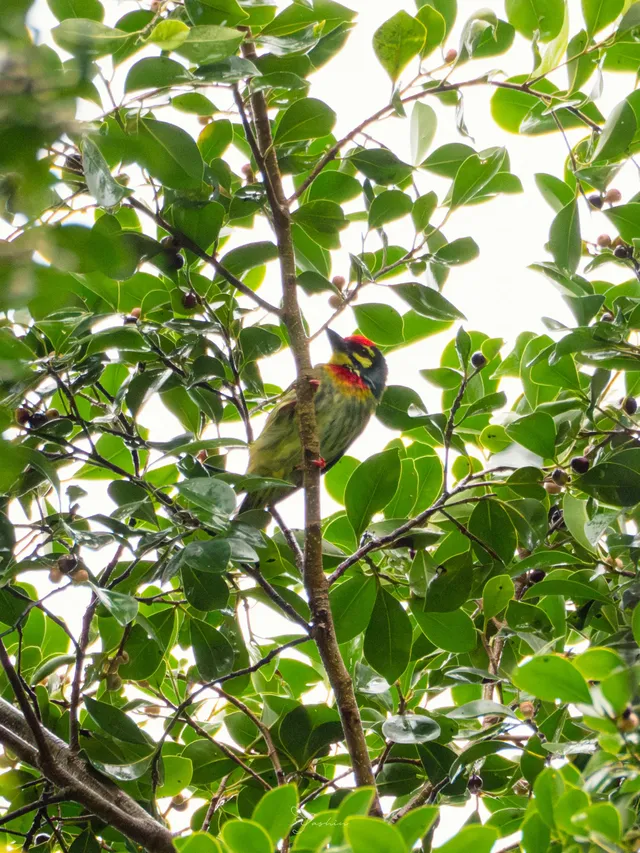 雲南觀鳥⑩｜野象谷沒有野象 但有蜂猴