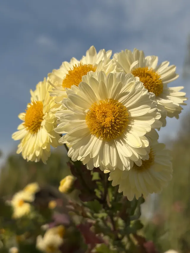 烏村農耕集|打卡藏在烏鎮古村的杭白菊花海 烏村農耕集|打卡藏在烏鎮古村的杭白菊花海