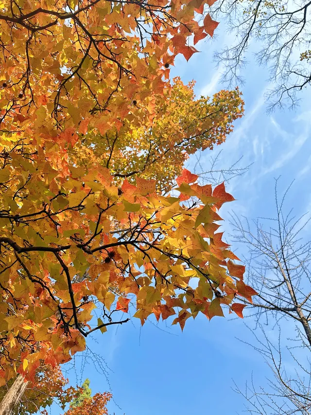 賞秋最美南京|鐘山風景區一天遊 賞秋最美南京|鐘山風景區一天遊