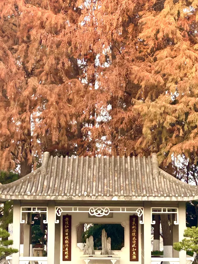 南京12月絕美秋色|玄武日落與鐘山秘境 南京12月絕美秋色|玄武日落與鐘山秘境