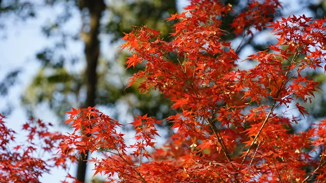 紅葉〡12.7古猗園的橙紅美景