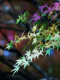 魔都冬日限定延中廣場公園的秘密花園超好拍!