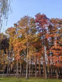 共青華明橋|水杉紅透秋意濃