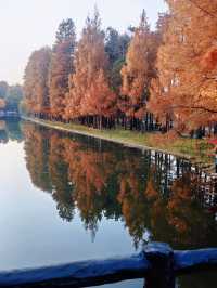 共青華明橋|水杉紅透秋意濃