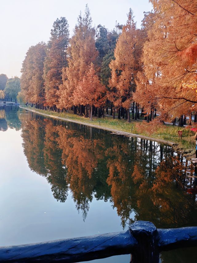 共青華明橋|水杉紅透秋意濃 共青華明橋|水杉紅透秋意濃