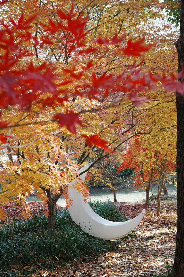 上海金山·花開海上 今年份的紅葉 上海金山·花開海上 今年份的紅葉