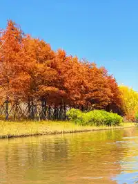 上海秋冬限定浪漫!劃進緋紅水杉秘境裡…