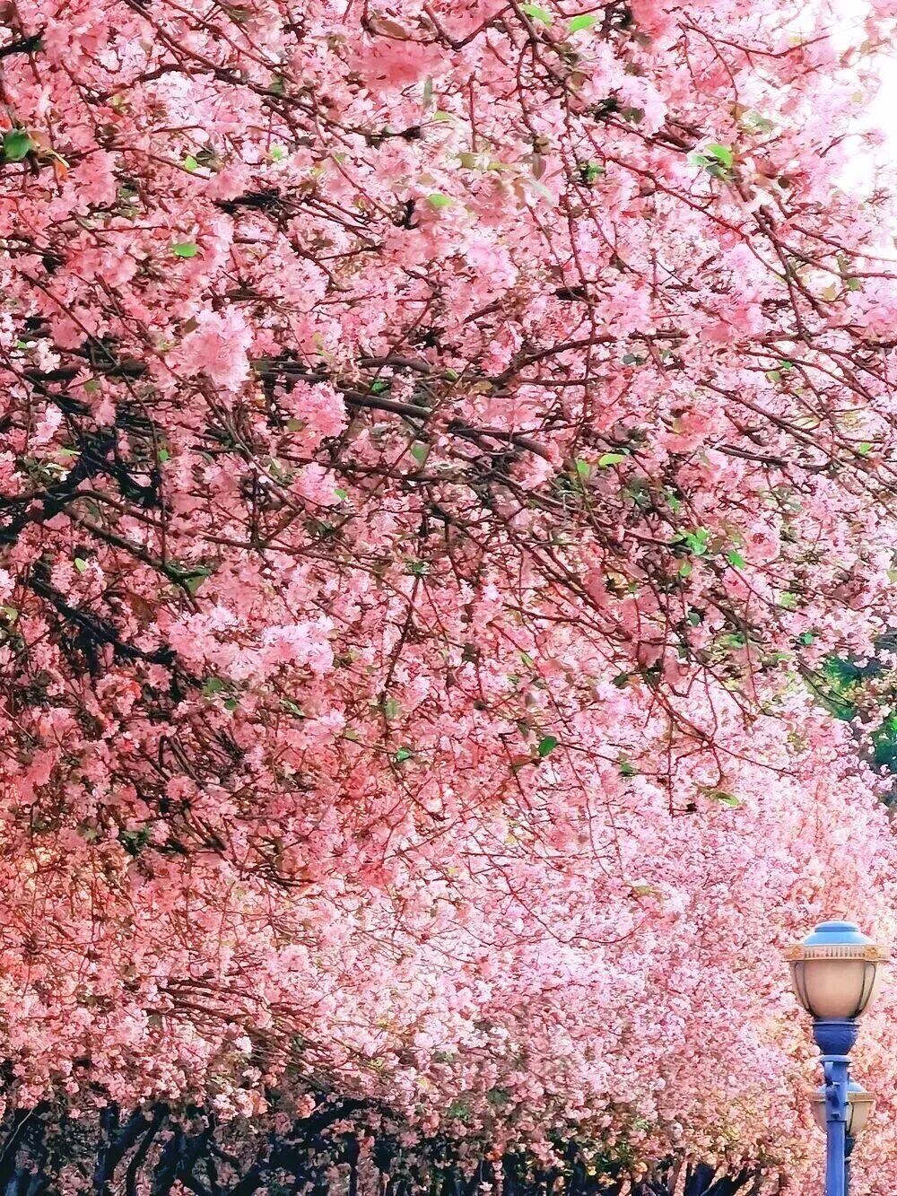 昆明3月賞花天花板！這個地方美成畫