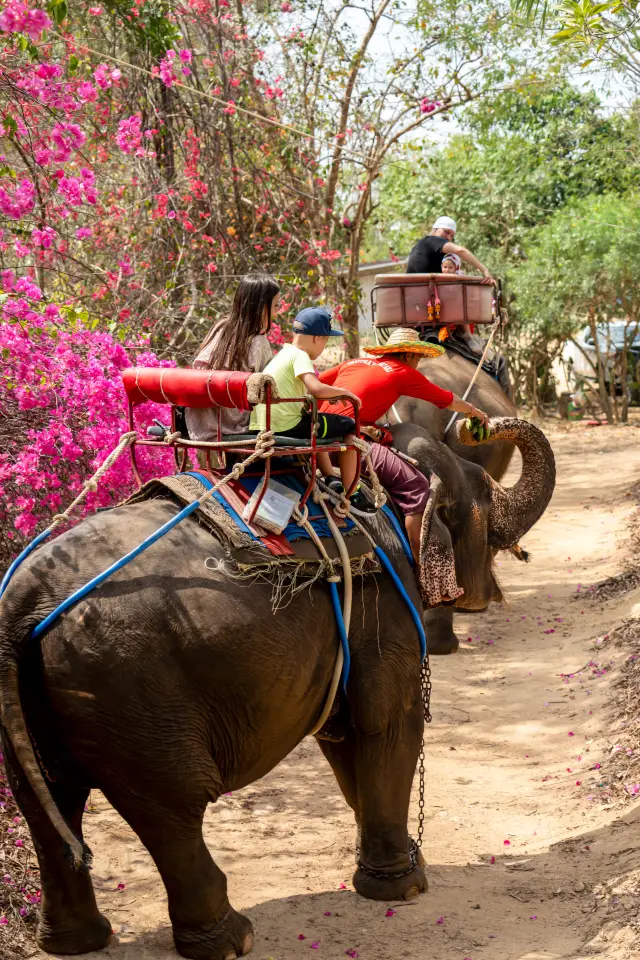 芭堤雅大象村｜玩轉泰蘭德“象”氣生活