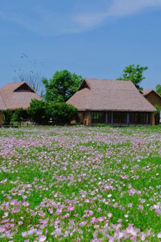 "At Liangzhu, Watch the Sea of Flowers While Touching the Earliest City of China"