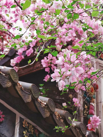 春花 1mi3v12000rvthz7c6086_Q90.jpg?
