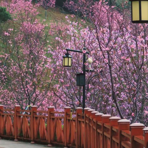 Huaying Road Landscape Park｜Amid Bougainvillea Clusters, Discover